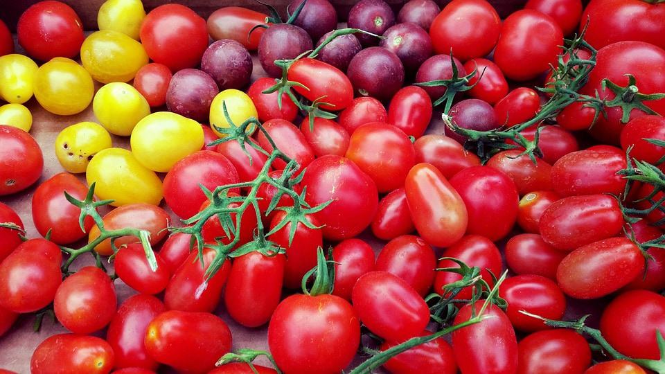 Multiple colors of tomatoes