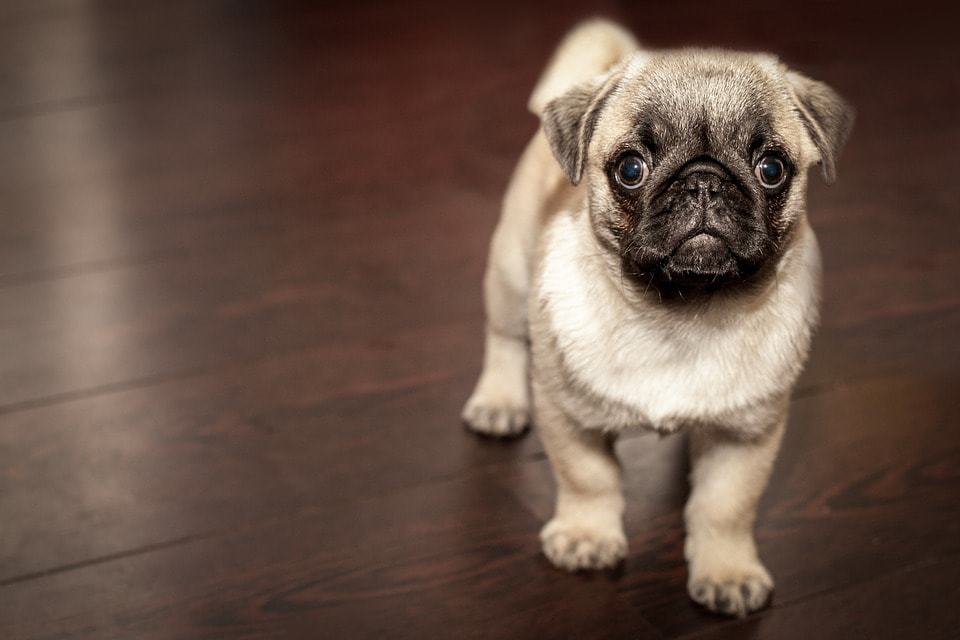 a pug