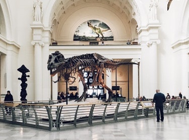 a dinosaur skeleton in a museum