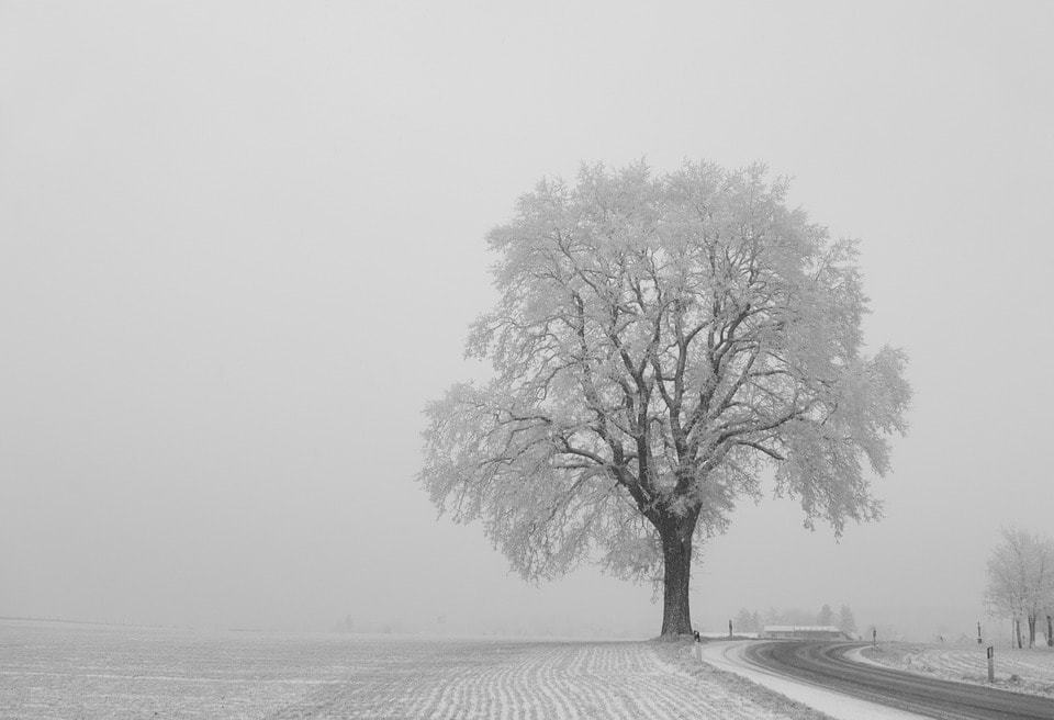 tree covered in snow next to a road