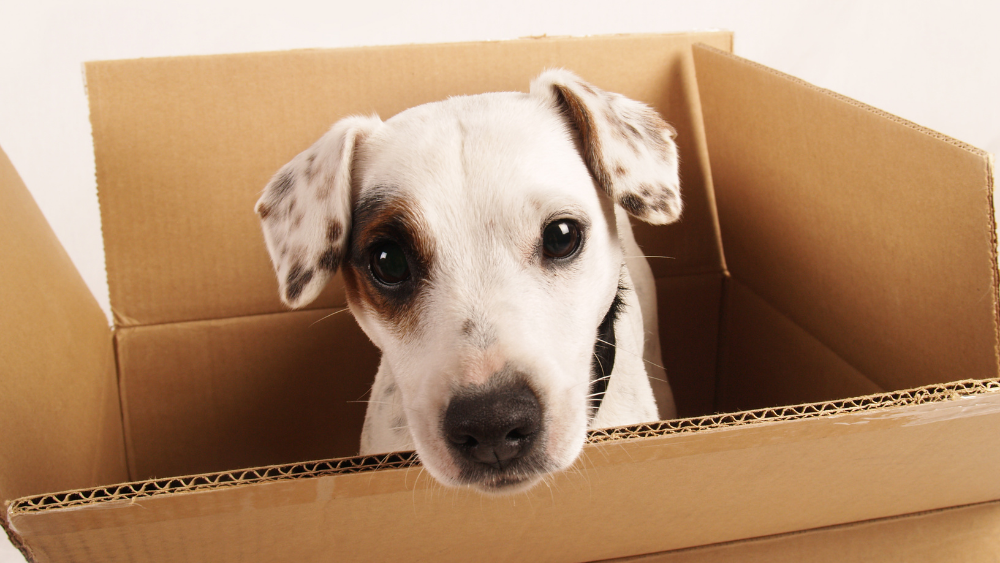 Dog's head sticking out of an open moving box